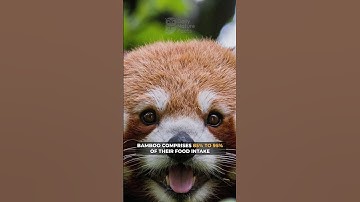 The Unique Diet of Red Pandas 🐼