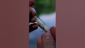 Nhái giả mồi lure siêu nhạy #fishing #carpfish #carpfishing #fish #cauca #carp #freshwaterfish