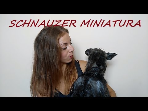 TOP SCHNAUZER MINIATURA |Características, cuidados, caracter... | MUSSPEL Schnauzer Miniatura. Origen, Características, Alimentación, Cuidados Y Curiosidades