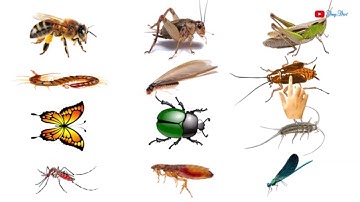 CÁC LOÀI CÔN TRÙNG - BÉ HỌC TÊN SONG NGỮ CÁC LOÀI CÔN TRÙNG - PHẦN 2
