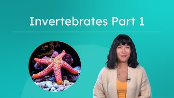 Invertebrates Part 1 - Identifying Animal Phyla