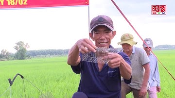 Ra quân bẫy chuột, bảo vệ ruộng lúa