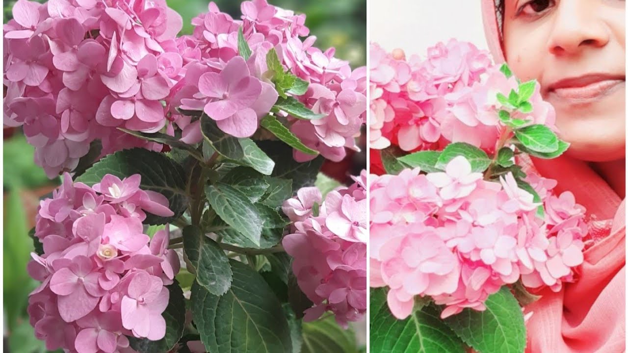 Hydrangea flower plant caring, propagation /Hydrangea പരിചരണം, വളപ്രയോഗം/tips and tricks my garden//
