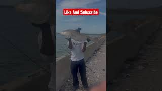 Famous I caught this huge red drum, then this happened #reddrum #bigfish Wealth