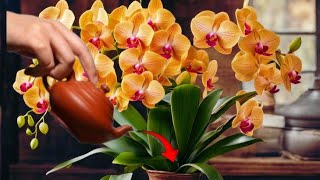 Feed your orchids like this way! And weak orchids bloom well all year round!