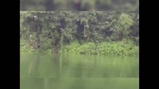 Brahminy Kites feeding at a restaurant in Trat