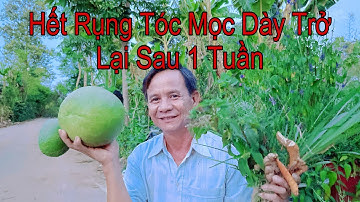 Bài Thuốc Điều Trị Rụng Tóc Giúp Mọc Dày Trở Lại Sau 1 Tuần Hạn Chế Tóc Bạc Sớm