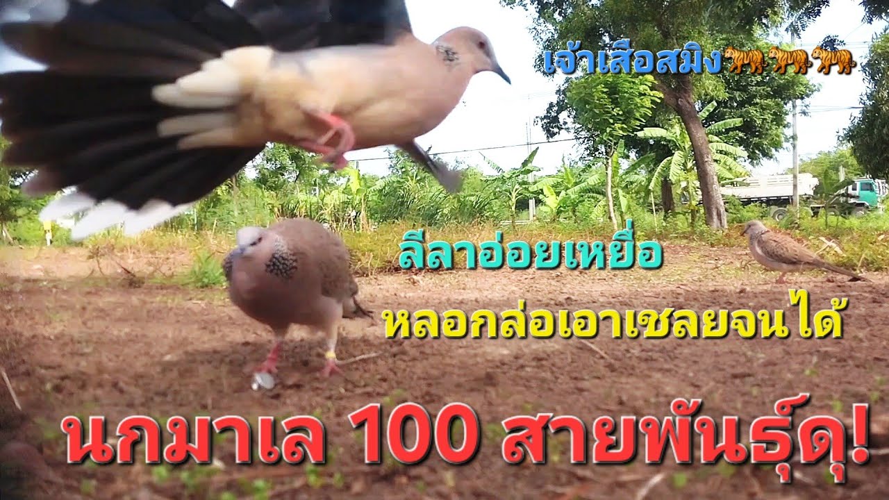 นกต่อดินสายพันธุ์ดุ!! นกป่าใจไม่กล้าอย่าลงมา +1 แต้ม #นกเขาใหญ่ #นกต่อดิน นกต่อดิน