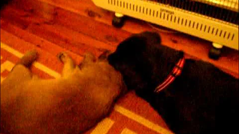 Watch the video about Dash's new chew toy! Black Labrador Puppy chews Chocolate Burmese Cat!
