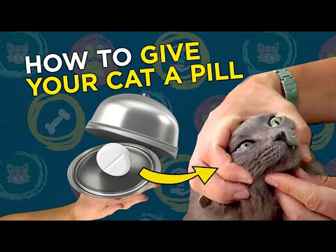 고양이에게 알약 비디오를 제공하는 방법