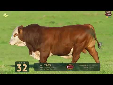 LOTE 32   TAT 7763 M Braford