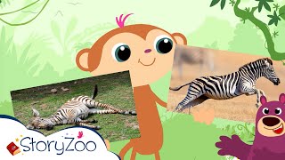 #StoryZoo | StoryZoo in The Zoo | Learn About The Zebra! | Educational Videos for Children |