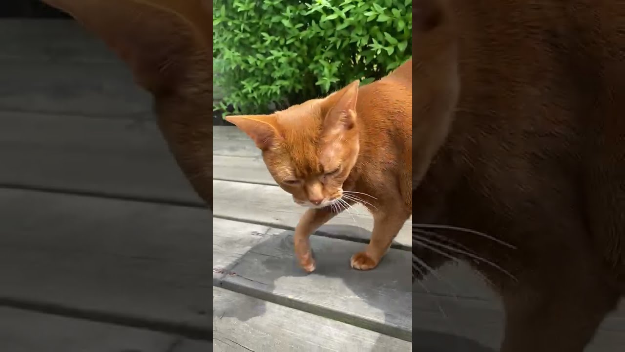 Abyssinian cat friend Cleo!