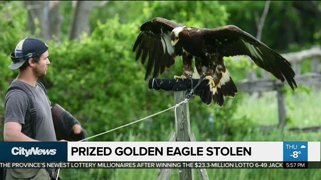 Golden Eagle Worth 15k Stolen From Ontario Aviary