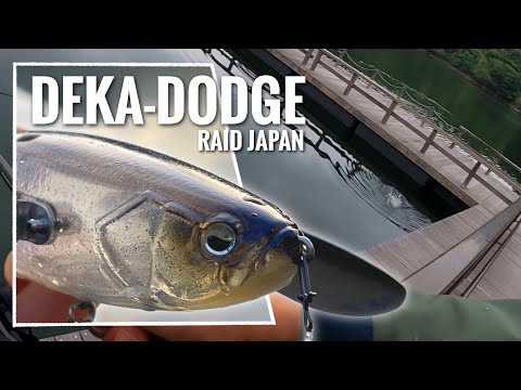バス釣り】トップウォーターシーズン始まってます。【デカダッジ：RAID