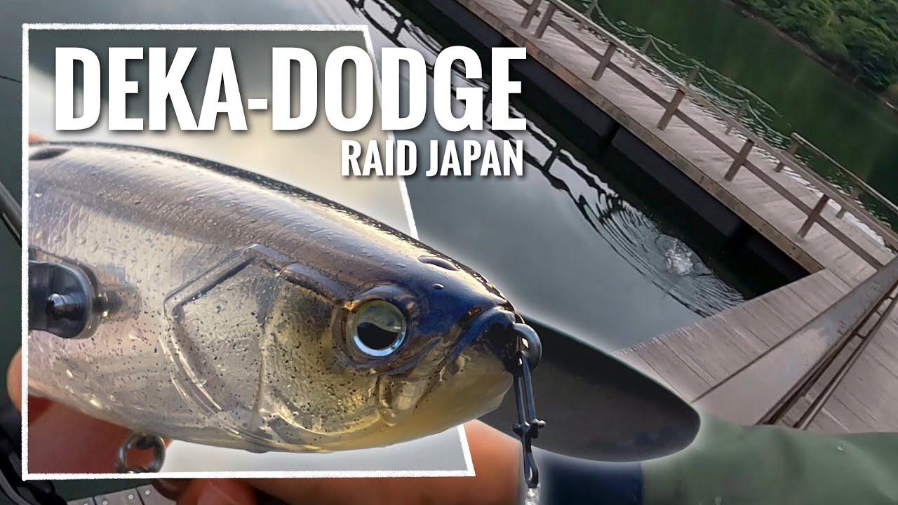 バス釣り】トップウォーターシーズン始まってます。【デカダッジ：RAID