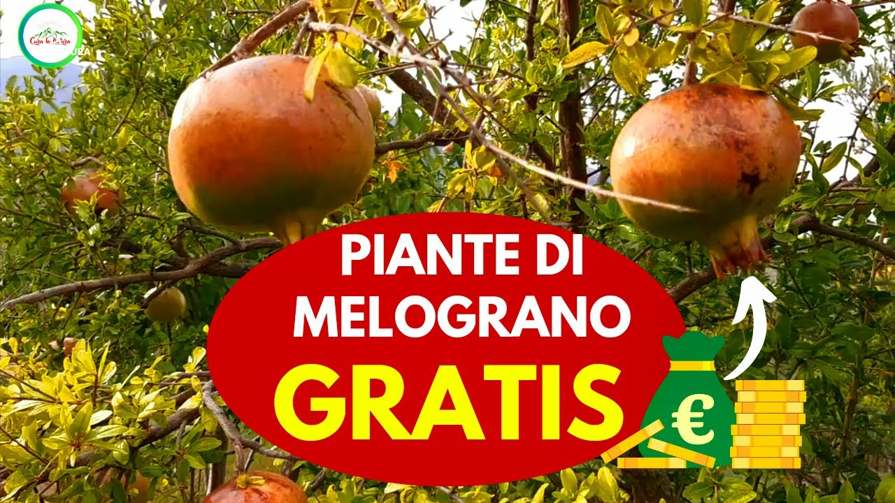 MELOGRANO: COME E QUANDO MOLTIPLICARE IL MELOGRANO DAl POLLONI - YouTube