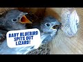 Baby bluebird spits out lizard