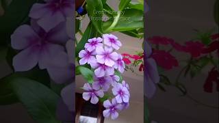 phlox ഇല്ലാതെ നമ്മുക്ക് എന്ത് പരുപാടി #Garden settings #YouTube Trending #Shorts