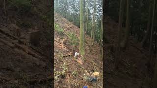 🌲 Dangerous Tree Cutting Skill 😱
