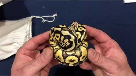 NEW SNAKE UNBOXING... Super Pastel Spotnose 100% Het Clown Female