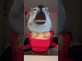 شاهدوا أحدث فيديوهاتي