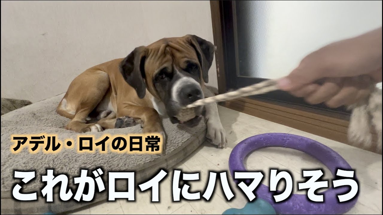 夏のストレス解消おもちゃはこれに決まりやな Youtube