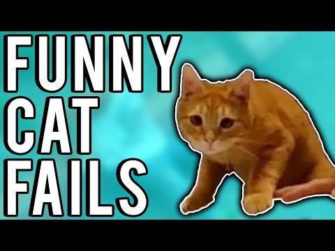 Funny Cat Fails June 2017 | A Fail Compilation by FailUnited