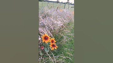 Thumbnail of what are these flowers? they came in the wildflower mix