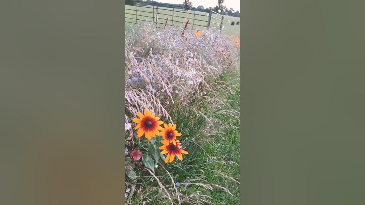 what are these flowers? they came in the wildflower mix