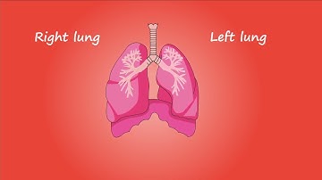 Lungs Anatomy Biology Lecture With Usman Ansari