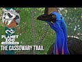 The Cassowary Trail | Australian DLC | Planet Zoo