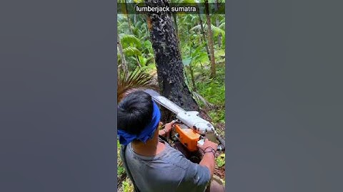 Crazy!! cutting down hundreds of years old coconut trees#coconuttree#chainsaw#lumberjack