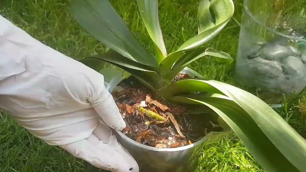 Orkide bakımı nasıl yapılır Orkide budama ve sulama için Orkide bakımı nasıl yapılır Orkide budama ve sulama için