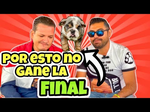 Video: Estándares de la raza de Bulldog Inglés