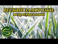 Весняні заморозки: як протидіяти та чим рятуватися