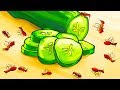 Maneras naturales de deshacerse de las hormigas en su casa