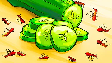 ¿Qué olor a aceite odian las hormigas?