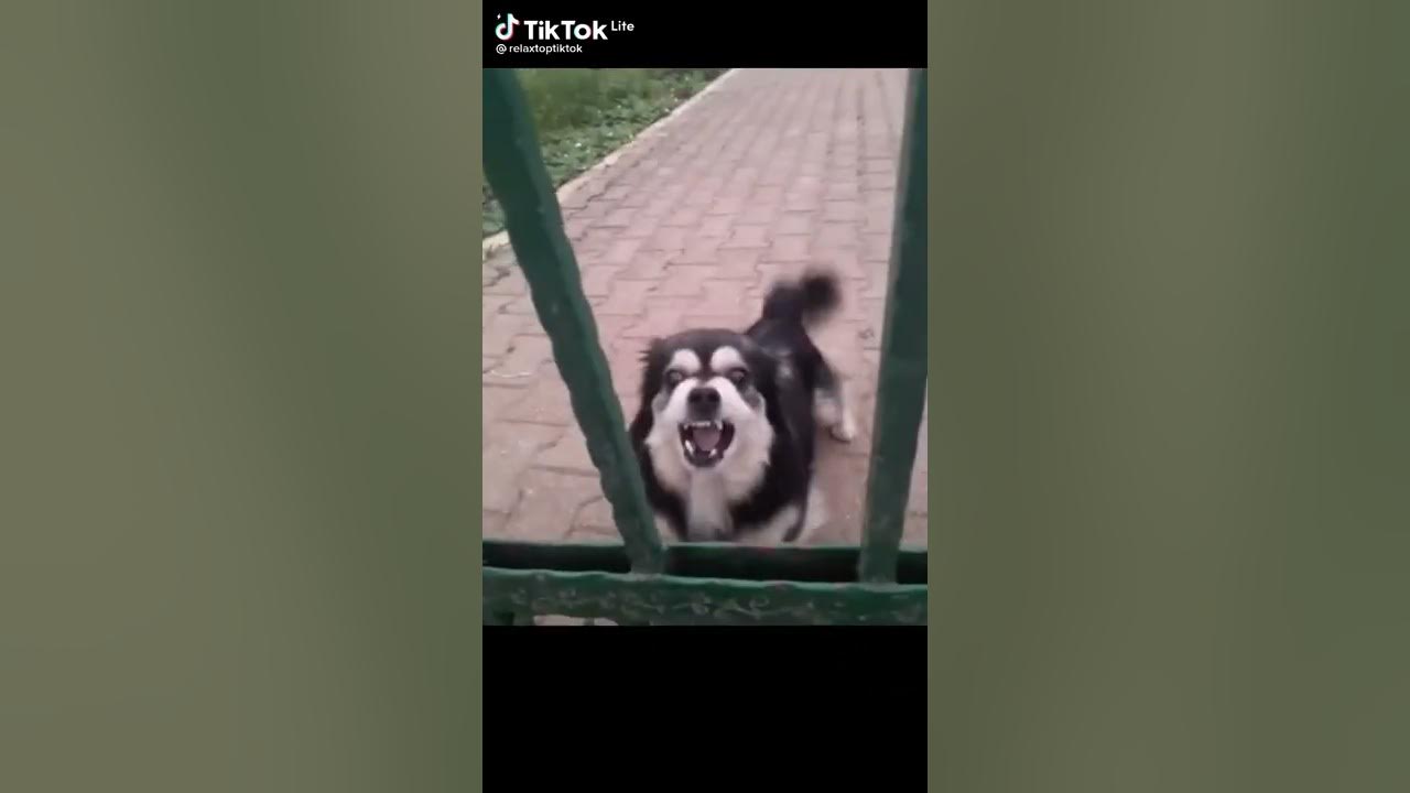 Собака гавкает - YouTube