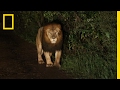 A Riveting Encounter with a Rare Black-Maned Lion | National Geographic