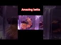 دكر فايتر حكايه Fishaquarium Fish Aquariumfish Bettafish 