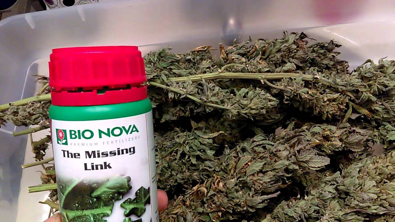 F.P.O.G. Bud Shots And Talks Of BIO NOVA Switch