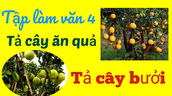 Bài văn tả cây bưởi lớp 4 ngắn