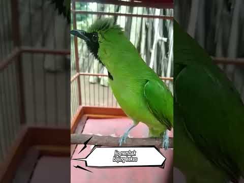 BAJING KAWIN //// MASTERAN CENDET MEWAH BAJING KAWIN LENGKAP  JEDA DAN TERAPI AIR