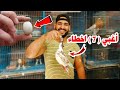أغبي 7 اخطاء في تربيه الحمام اوعي تعملهم