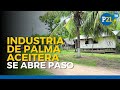 Palma aceitera: la industria que se abre paso en la selva peruana #p21tv