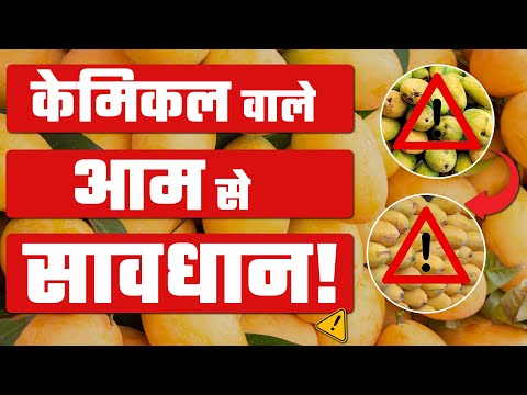 CHIMICAL RIPE MANGO || ये वीडियो आपको बचा सकती है  #india  #mango  #ytvideo #doctor #आम - video from Felix Hospital