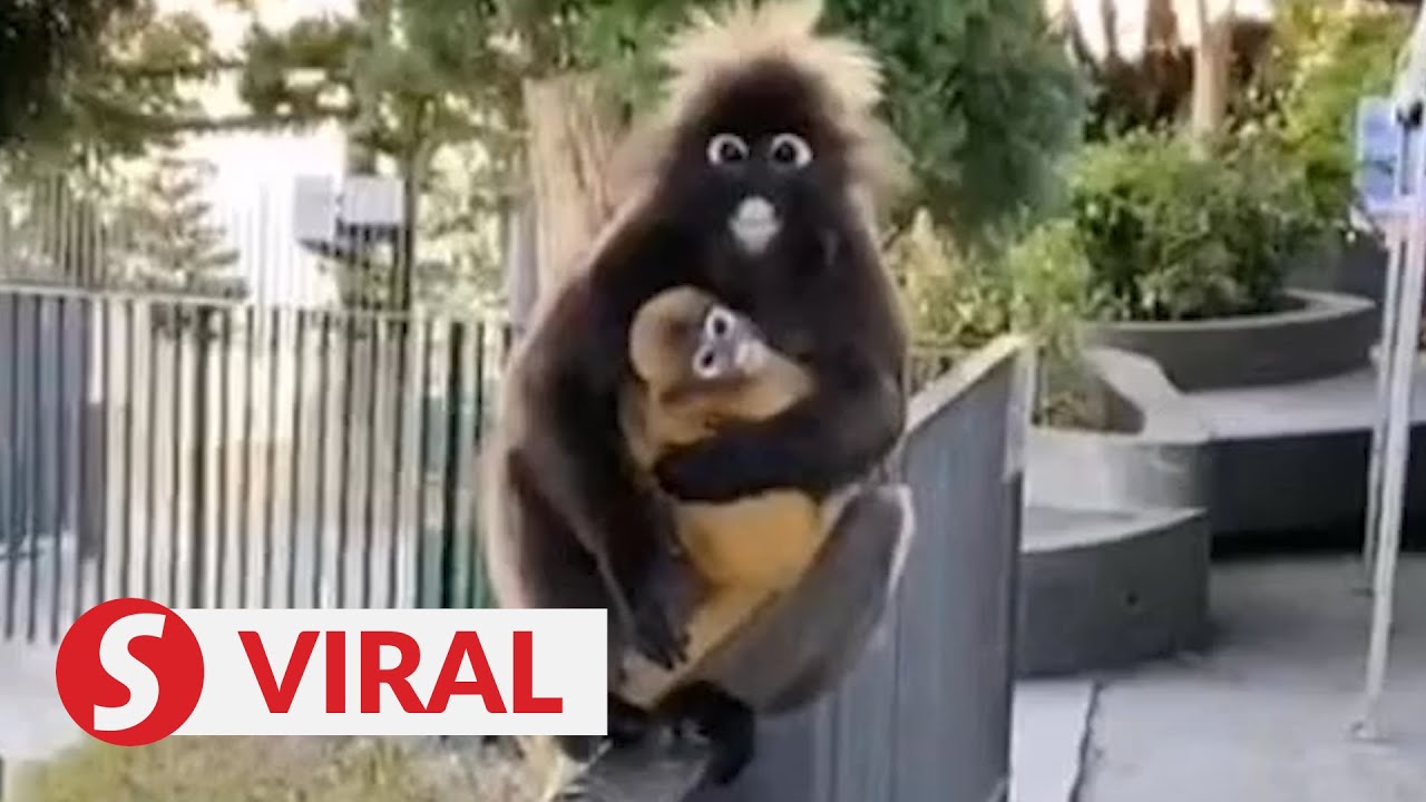 Dusky Leaf Monkey Family