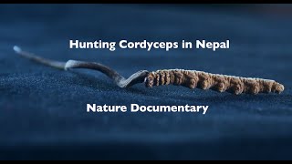 Suklals Hunt - CORDYCEPS DOCUMENTARY SHORT FILM