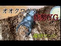 能勢YG血統オオクワガタの産卵セットを組んでみた！
